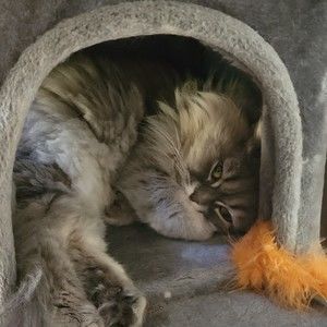 Meet your Posher, Christie